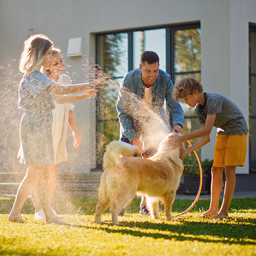 Smiling Father, Daughter, Son Play With Golden Retriever, Spraying Each other with Hose.