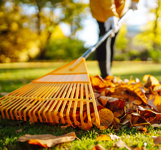 Raking fall leaves with a golden yellow rake.
