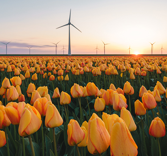 A field filled with orange tulips at dawn, with turbines on the horizon. 